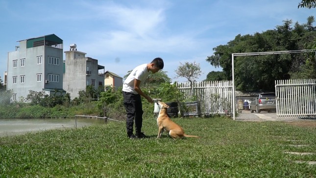 Nữ dược sĩ sở hữu 3 ‘khuyển vương’ Phú Quốc giá trị tiền tỉ ở Hà Nội ảnh 6