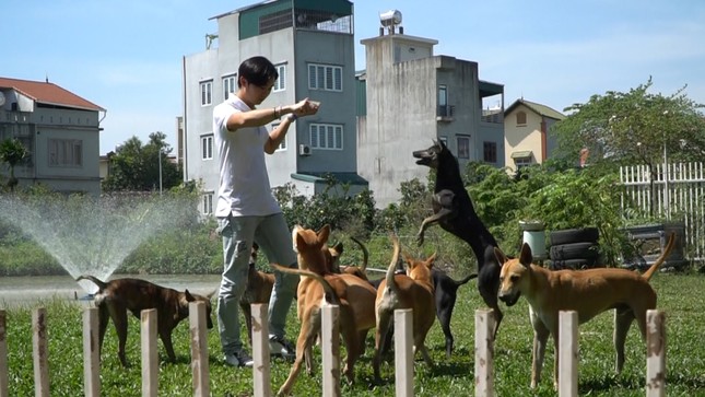 Nữ dược sĩ sở hữu 3 ‘khuyển vương’ Phú Quốc giá trị tiền tỉ ở Hà Nội ảnh 10