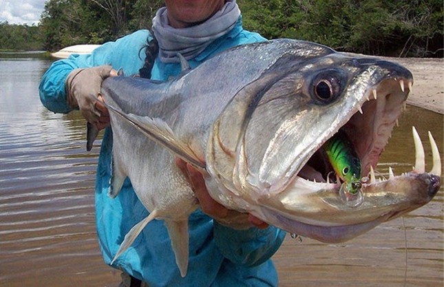 Discover the hideous vampire fish, with fangs 15cm long photo 1