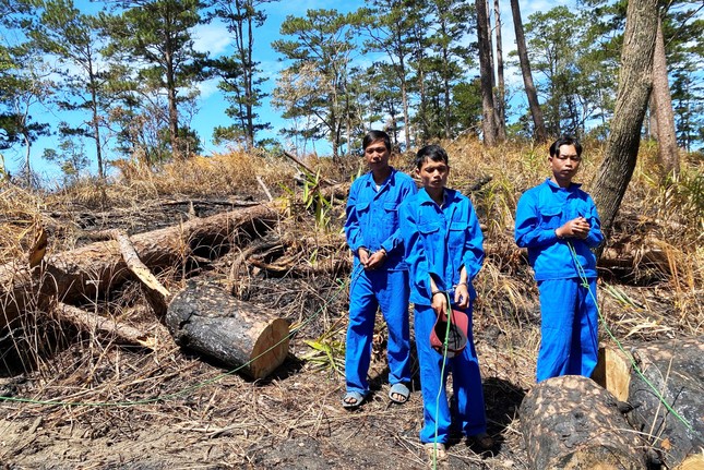 Bắt giam 9 nghi phạm trong 2 vụ phá rừng nổi cộm ở Lâm Đồng ảnh 2