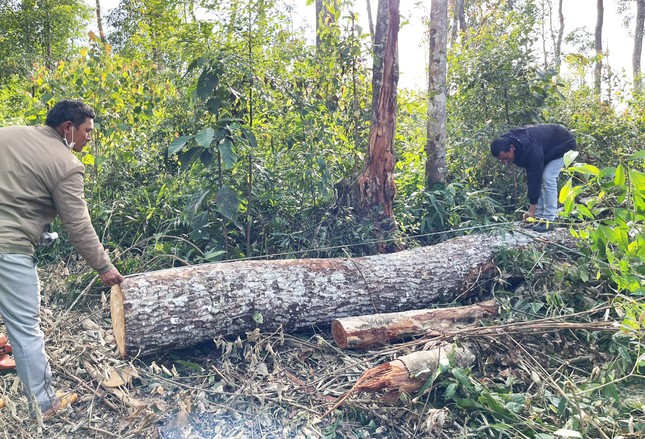 Bắt giam 9 nghi phạm trong 2 vụ phá rừng nổi cộm ở Lâm Đồng ảnh 4