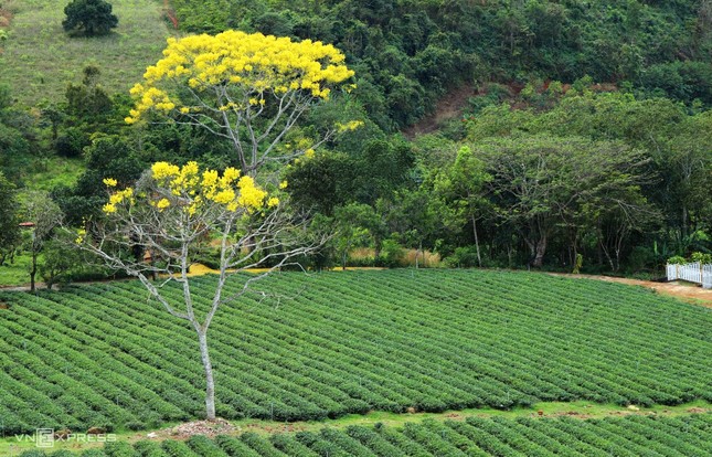 Mê mẩn sắc phượng vàng rằm tháng Giêng trên cao nguyên Lâm Đồng ảnh 4