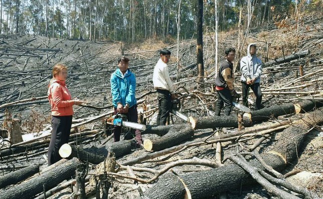 Người đàn bà thuê nhóm đối tượng phá rừng phòng hộ tại Lâm Đồng ảnh 1