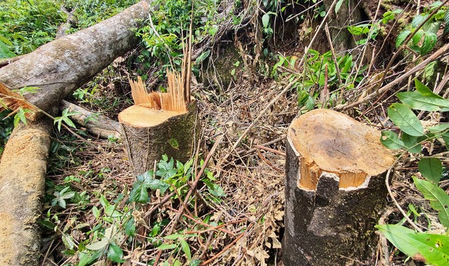 Đề nghị thu hồi nhiều dự án để mất rừng, chậm tiến độ ở Lâm Đồng ảnh 1