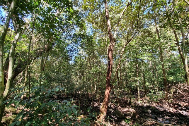 Cấp phép thăm dò quặng bô-xít chồng lấn gần 2.400ha rừng tự nhiên ở Lâm Đồng ảnh 2