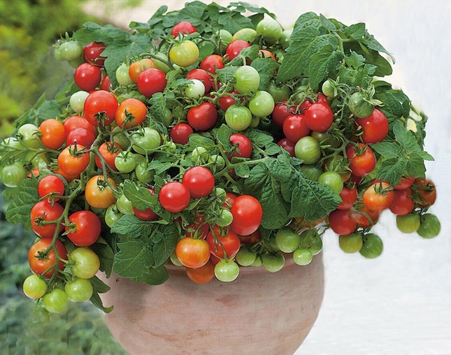 Rau, củ Đà Lạt lên đời thành cây cảnh chơi Tết ảnh 2