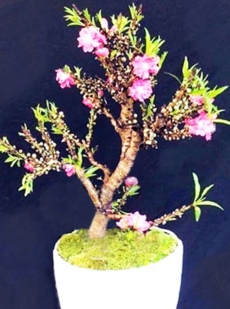 Mua đào Trung Quốc 'đội lốt' thất thốn, mất oan tiền triệu ảnh 1
