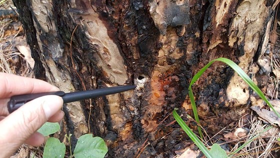 Sửng sốt hàng ngàn cây thông bị 'đầu độc' chết chỉ trong 10 ngày ảnh 1