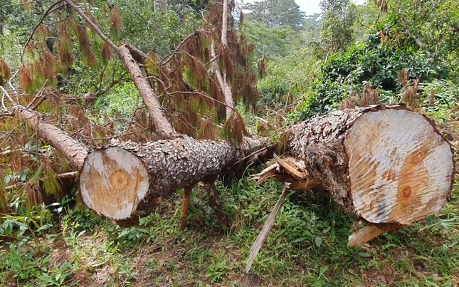 Bắt, triệu tập 8 đối tượng trong vụ tàn phá rừng phòng hộ ảnh 4