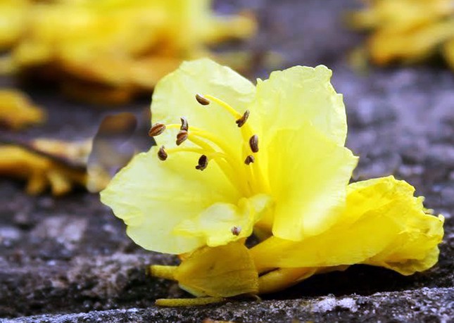 Ngẩn ngơ ngắm phượng vàng ‘tỏa nắng’ trên cao nguyên Lâm Đồng ảnh 4