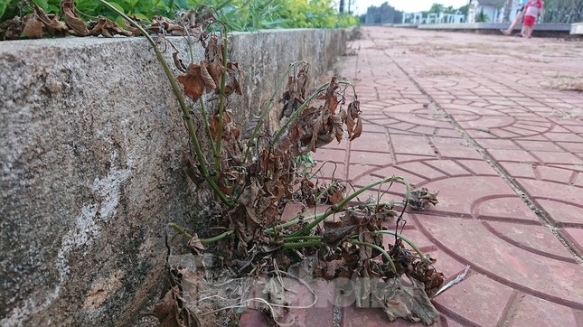 Công viên đội vốn 'tiền tỷ' vừa nghiệm thu đã hỏng ảnh 9