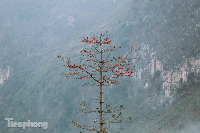 Ngẩn ngơ mùa hoa gạo vùng cao nguyên đá Hà Giang ảnh 10