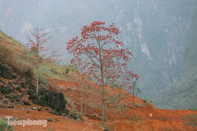 Ngẩn ngơ mùa hoa gạo vùng cao nguyên đá Hà Giang ảnh 11
