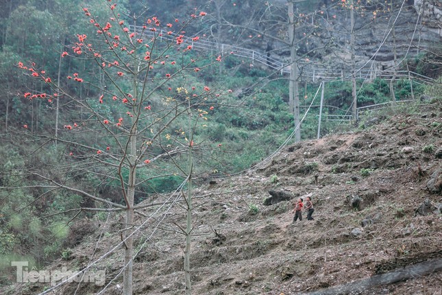 Ngẩn ngơ mùa hoa gạo vùng cao nguyên đá Hà Giang ảnh 13