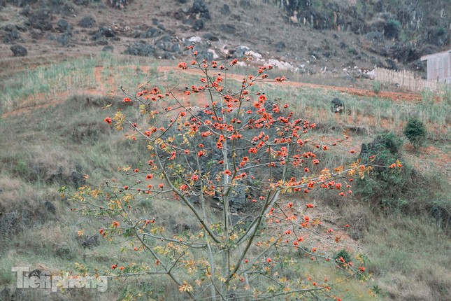 Ngẩn ngơ mùa hoa gạo vùng cao nguyên đá Hà Giang ảnh 17