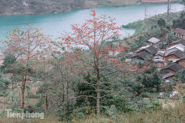 Ngẩn ngơ mùa hoa gạo vùng cao nguyên đá Hà Giang ảnh 1