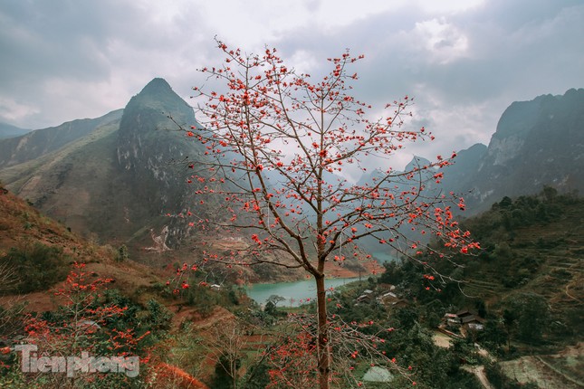 Ngẩn ngơ mùa hoa gạo vùng cao nguyên đá Hà Giang ảnh 2
