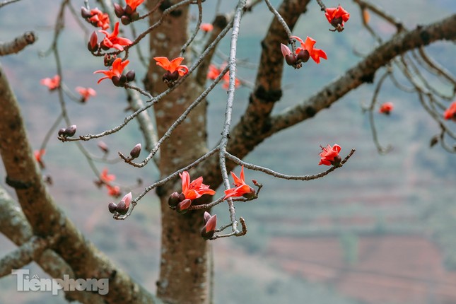 Ngẩn ngơ mùa hoa gạo vùng cao nguyên đá Hà Giang ảnh 8