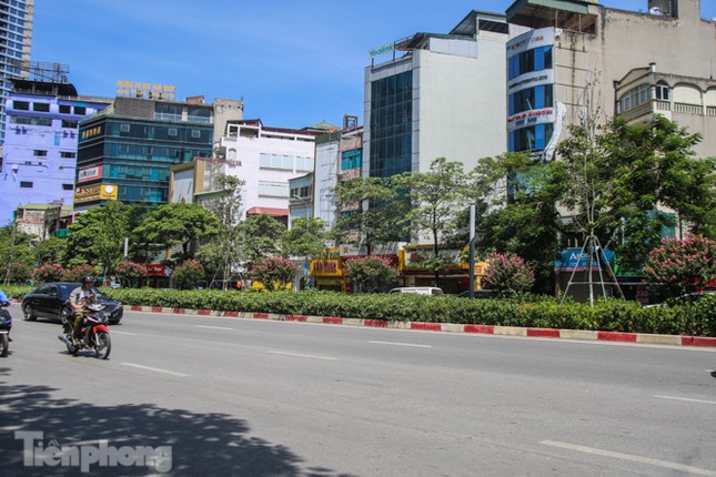 Hàng phong lá đỏ ‘biến mất’, một số cây để lại gốc rỗng mục ảnh 1