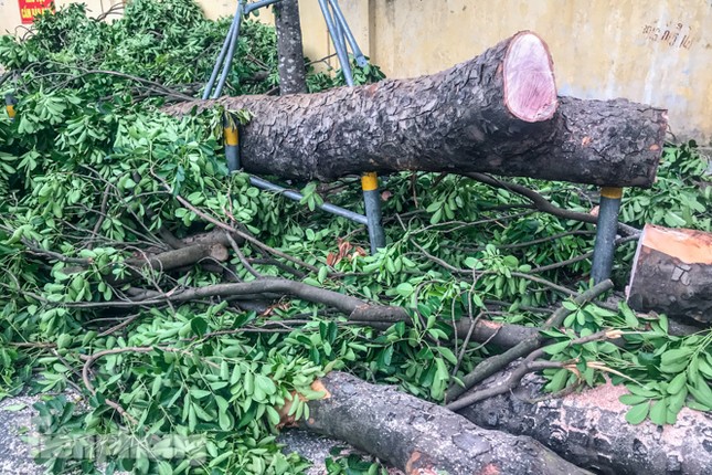 Cành cây cổ thụ trong bệnh viện 108 rơi đè bẹp 3 ô tô ảnh 3