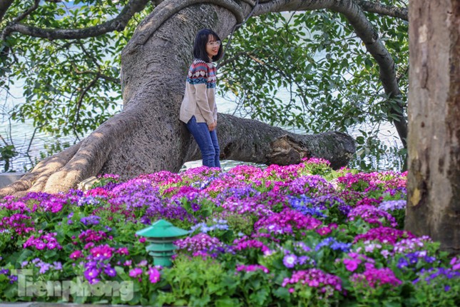 Hà Nội rực rỡ hoa chào mừng Đại hội Đảng lần thứ XIII ảnh 10