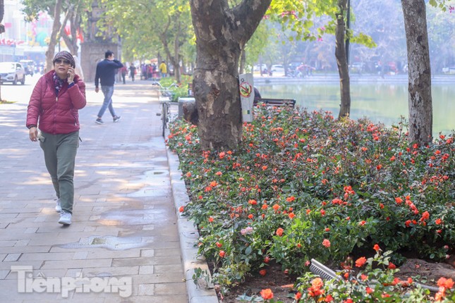 Hà Nội rực rỡ hoa chào mừng Đại hội Đảng lần thứ XIII ảnh 6