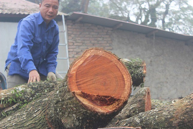 Lô gỗ sưa từng định giá 'trăm tỷ' giảm bao nhiêu sau 4 phiên đấu giá không thành? ảnh 1