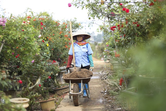 'Luyện' những siêu phẩm hoa hồng, nông dân Hà Nội thu về hàng trăm triệu mỗi năm ảnh 4