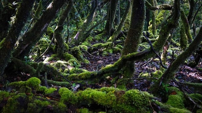 Choáng ngợp "kỳ quan" bên trong khu rừng đỗ quyên quý hiếm nhất Việt Nam ảnh 6