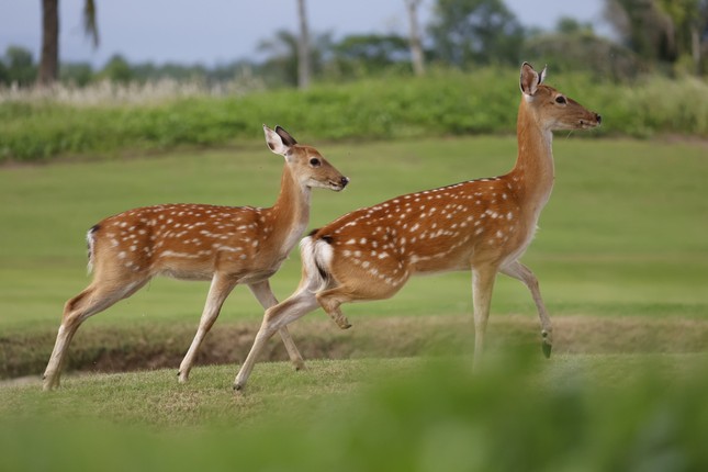  Golfer Nguyễn Nhất Long độc chiếm ngôi đầu sau ngày thi đấu thứ hai ảnh 63