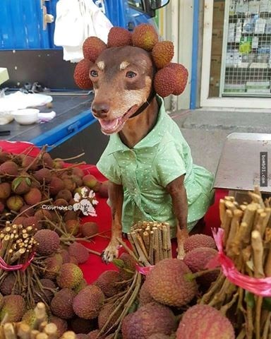 Chú chó 'ăn mặc' sành điệu, bán hoa quả gây sốt cộng đồng mạng ảnh 2