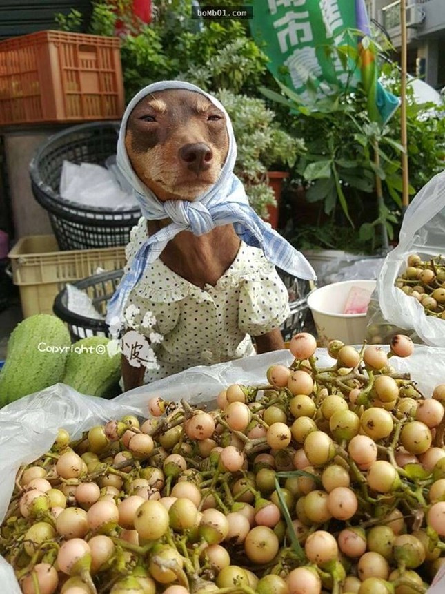 Chú chó 'ăn mặc' sành điệu, bán hoa quả gây sốt cộng đồng mạng ảnh 1