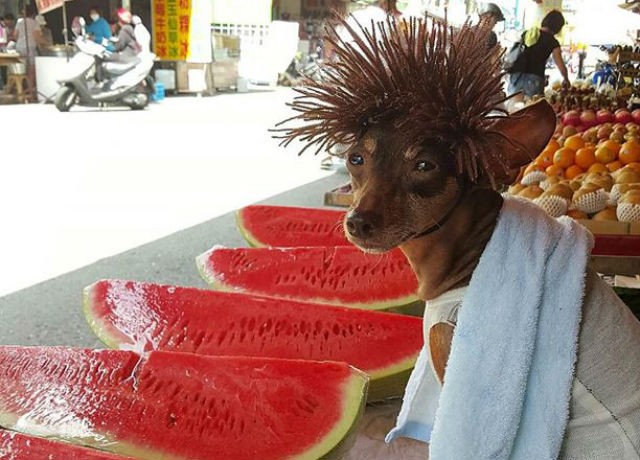 Chú chó 'ăn mặc' sành điệu, bán hoa quả gây sốt cộng đồng mạng ảnh 3