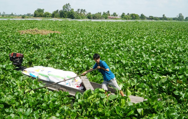 Chuyện lạ Long An, trồng rau tốt um trên bèo lục bình nổi trên sông, Tây Ninh đang muốn làm theo ảnh 2