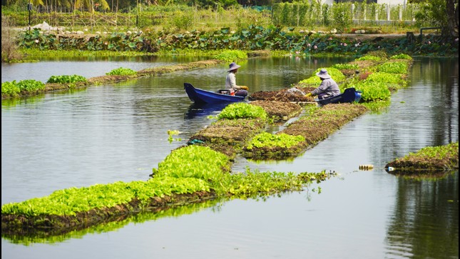 Chuyện lạ Long An, trồng rau tốt um trên bèo lục bình nổi trên sông, Tây Ninh đang muốn làm theo ảnh 1