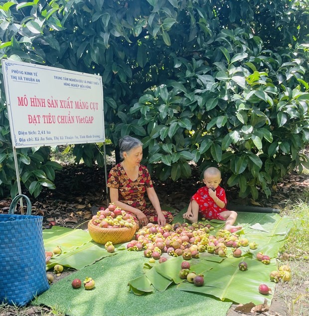 Thứ cây ở Bình Dương, dù trái xanh hay chín đều hot mạng xã hội, nhà nào hái bán đều trúng ảnh 1