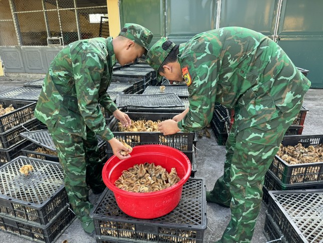 Dùng bè xốp đưa gần 18.000 con gà giống vượt biển về Việt Nam ảnh 1