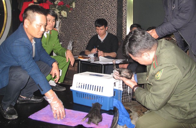 Mang gấu ra quán cà phê để mua bán thì bị bắt ảnh 1