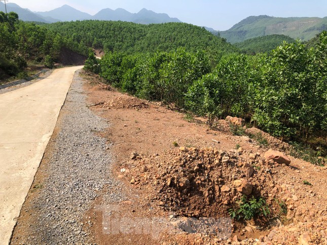 Vụ hàng cây tiền tỷ 'tự mọc': Cẩm Phả phát đi công văn hỏa tốc ảnh 5