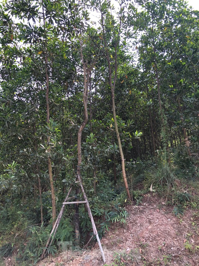 Kỳ lạ, hàng cây tiền tỷ 'tự mọc' trong khuôn viên dự án ở Quảng Ninh ảnh 7