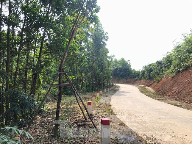 Kỳ lạ, hàng cây tiền tỷ 'tự mọc' trong khuôn viên dự án ở Quảng Ninh ảnh 1
