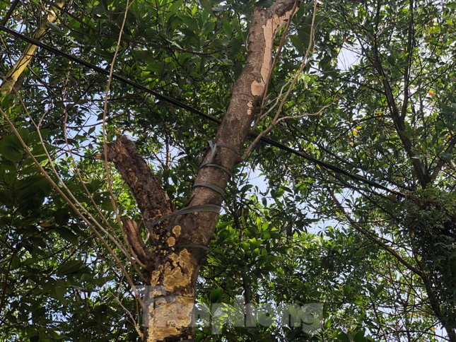 Kỳ lạ, hàng cây tiền tỷ 'tự mọc' trong khuôn viên dự án ở Quảng Ninh ảnh 3
