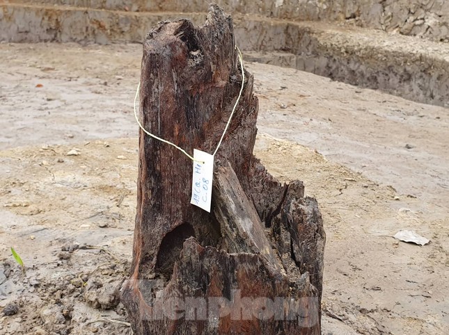 Giáo sư sử học Lê Văn Lan nói gì về bãi cọc nghìn năm tuổi ở Hải Phòng? ảnh 4