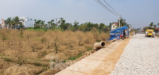 Vụ hơn 1 nghìn gốc đào tết bị bụi phủ trắng xóa: hỗ trợ mỗi cây 50 nghìn đồng ảnh 3