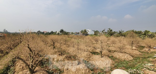 Vụ hơn 1 nghìn gốc đào tết bị bụi phủ trắng xóa: hỗ trợ mỗi cây 50 nghìn đồng ảnh 4