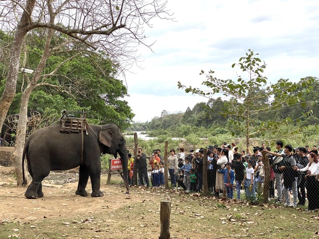 Trung tâm du lịch ở Đắk Lắk dừng khai thác dịch vụ cưỡi voi ảnh 3