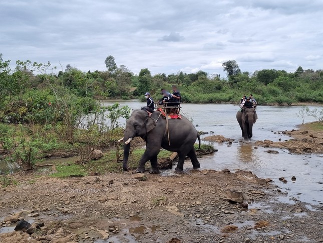 Trung tâm du lịch ở Đắk Lắk dừng khai thác dịch vụ cưỡi voi ảnh 1