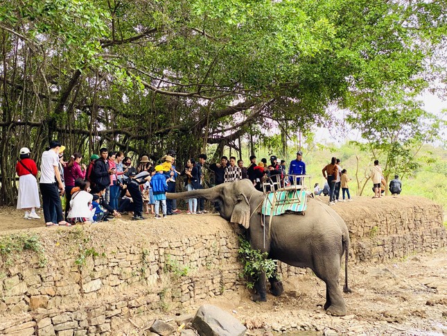 Trung tâm du lịch ở Đắk Lắk dừng khai thác dịch vụ cưỡi voi ảnh 2