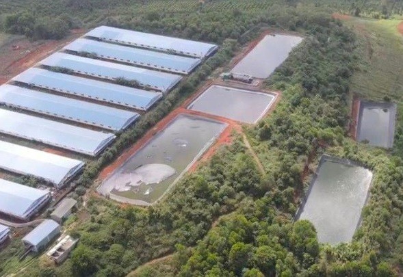 Doanh nghiệp nuôi lợn ở Đắk Nông bị xử phạt hơn 1,4 tỷ đồng ảnh 1