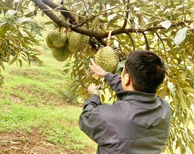 Bắt hai đối tượng cắt trộm 700 kg sầu riêng ảnh 1